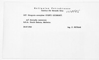 Uropyxis amorphae image